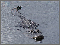 NP Everglades, FL - USA