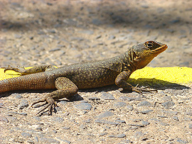 anolis na turistickém chodníku